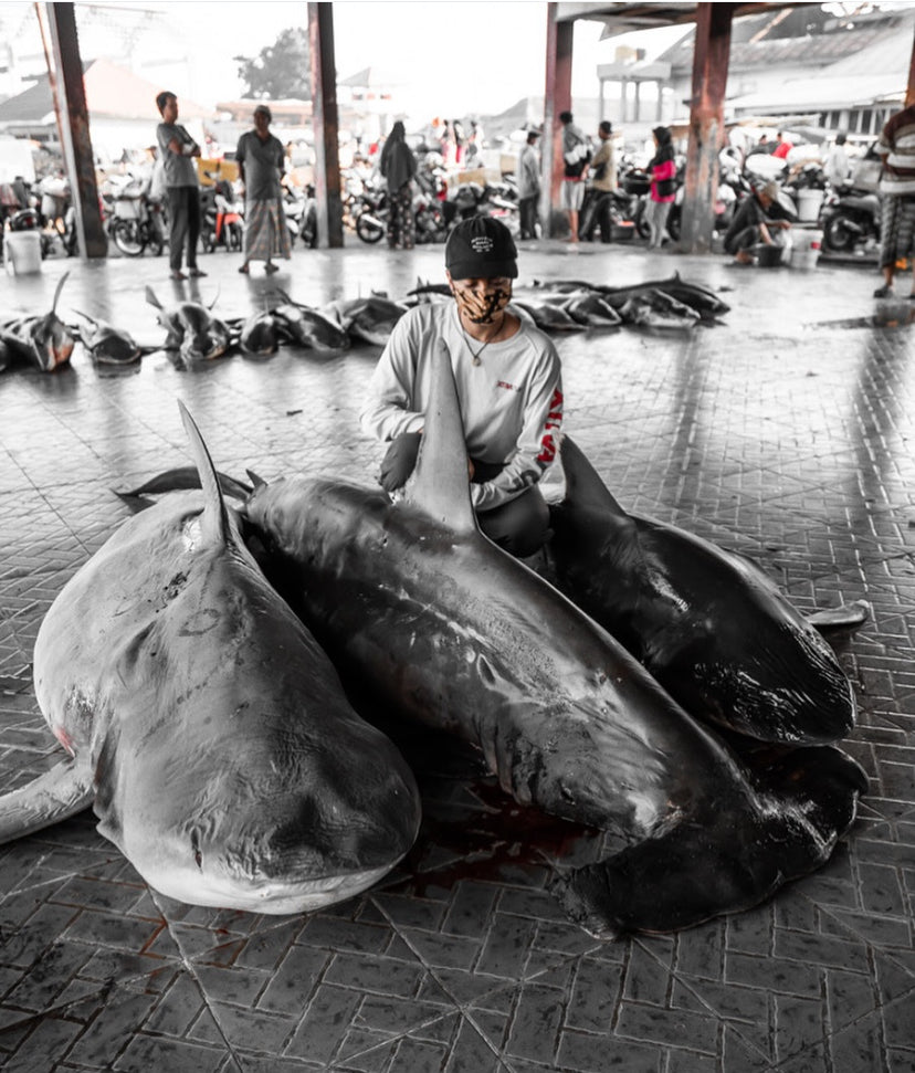 Cambiando la forma en que vemos a los tiburones